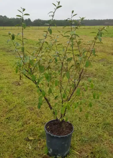 Chalef d'automne (Eleagnus umbellata) — jeune arbuste ramifié en pot sur gazon · Pot 25L