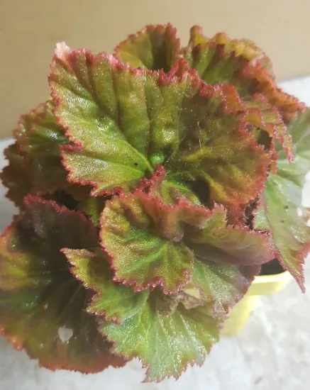 Bégonia parfumée 'Pink delight'