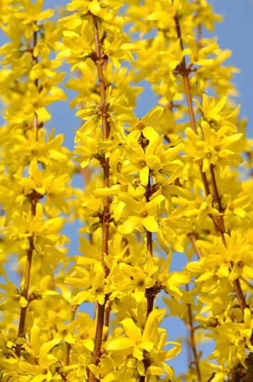 Forsythia 'Week end'