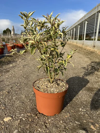 Troène luisant 'Tricolor' — Pot 10L Touffe