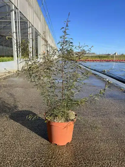 Calliandra Dixie Pink — Pot 10L