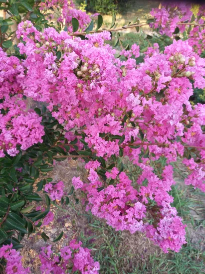 Lilas des indes 'Auguste violet'