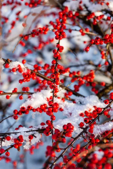Cotoneaster rampant panaché