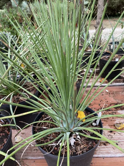 Agave à feuilles striées 'Falcata blue' (Agave striata) — Pot 5L