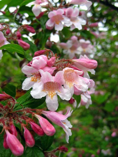 Buisson de beauté 'Pink cloud'