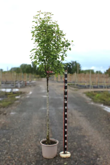 Poirier 'Louise bonne' — Pot 15L 1/2 tige