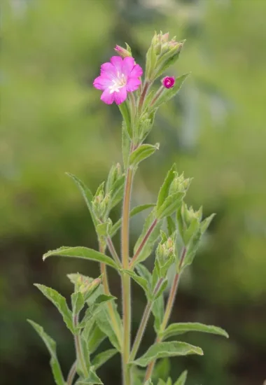 épilobe à grandes fleurs