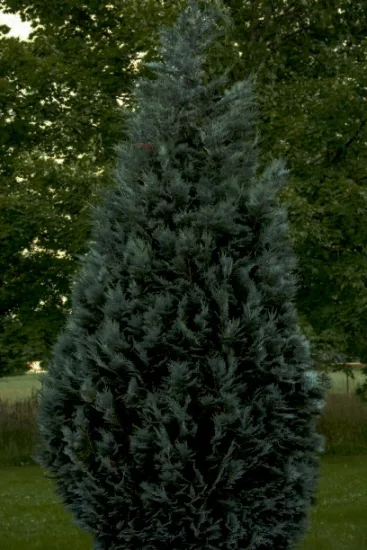 Cyprès de lawson 'Ellwoodii'