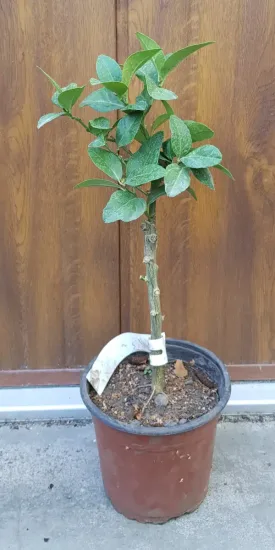 Citron vert 'Mexicana' — Pot 1.5L Tige