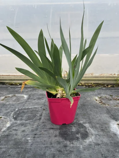 Iris d'allemagne 'Titane glory violet' — Pot 2,5L