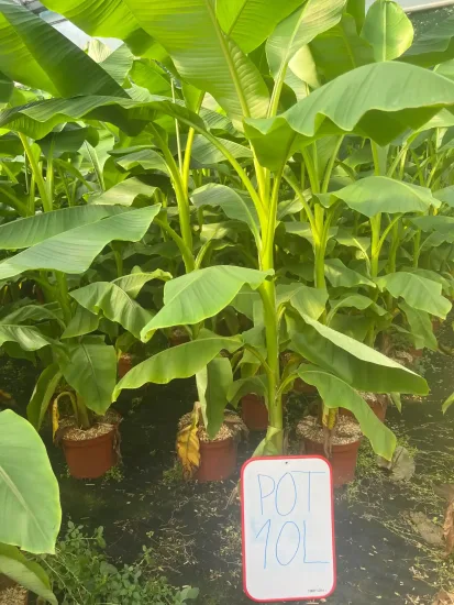 Bananier du Japon — Pot 10L