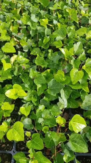 Lierre couvre-sol 'Bellecour ®' (Hedera) — dense feuillage luisant aux feuilles lobées · Godet