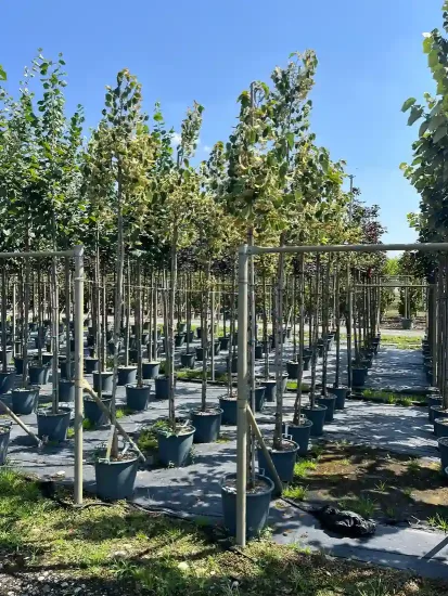 Tilleul de henry (Tilia henryana) — alignement de jeunes arbres en pots de pépinière · Pot 30L Tige 8/10