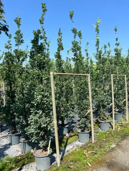 Chêne pédonculé 'Fastigiata koster' (Quercus) — photo 3