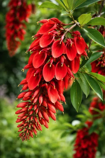 Erythrine