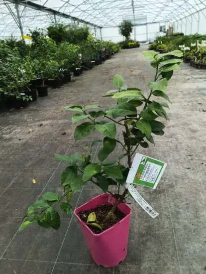 Hybride de citron meyer et d'orange sanguine 'Doppio sanguinolo' (Citrus meyeri) — jeune agrume en pot rose sur allée · Pot 5L Touffe
