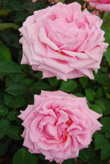 Rosier 'Francois juranville '