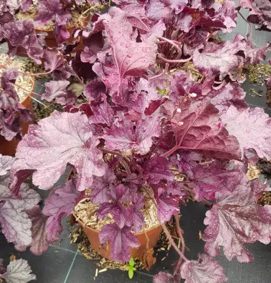 Heuchères 'Forever purple' — Pot 3L
