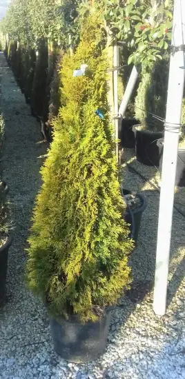 Thuya émeraude 'Emeraude' (Thuja occidentalis) — conifère colonnaire en pot sur allée gravillonnée · Pot 18L