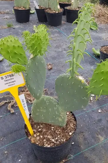 Cactée 'Ellisiana' (Opuntia cacanapa) — jeune cactus en pot de culture extérieur · Pot 2.5L