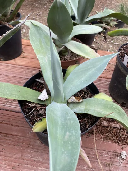 Agave de weber (Agave weberi) — Pot 5L