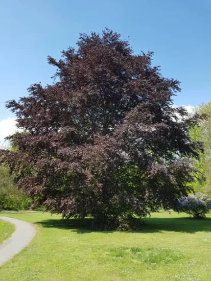 Hêtre commun 'Riversii'