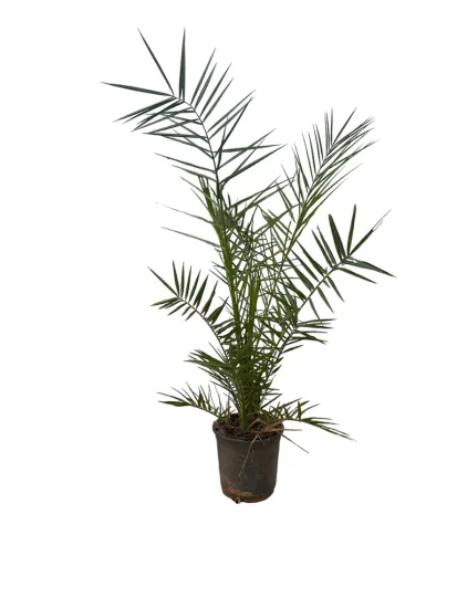 Phoenix roebelenii — photo 2