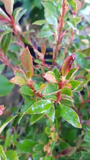 Photinia 'Chico'