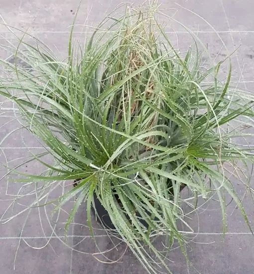 Puya violet 'Violacea' (Puya coerula) — touffe de feuilles étroites et arquées en pot · Pot 8L