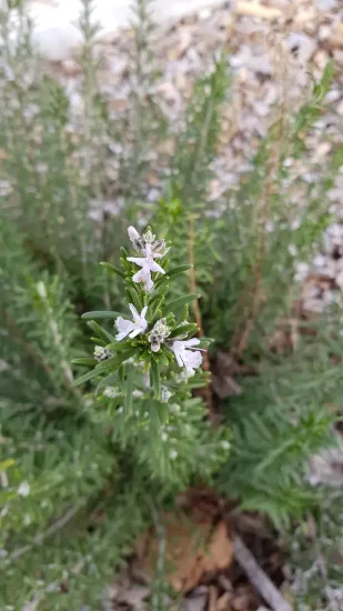 Rosmarinus officinalis