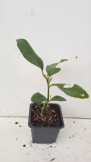 Citronnier 4 saisons (Citrus limon) — jeune plant vert en pot plastique noir · Godet