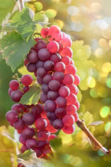 Vigne 'Crimson seedless' (Vitis vinifera) — grappe de raisins rouges au soleil