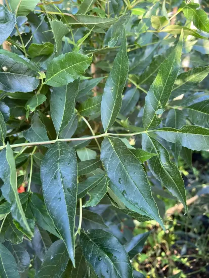 Frêne à feuilles étroites 'Raywood'