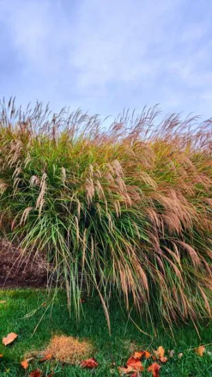 Miscanthus 'Red chief'