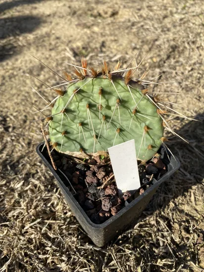 Opuntia  macrorhiza — Pot 0.5L