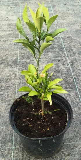 Bigarade 'Gou tou' — Pot 2.5L