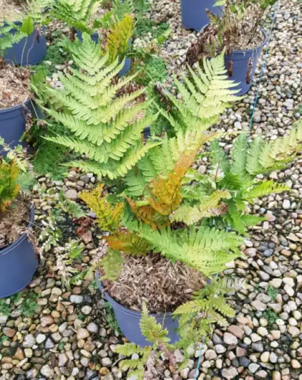 Fougère à sores rouges 'Prolifica' — Pot 3L Touffe