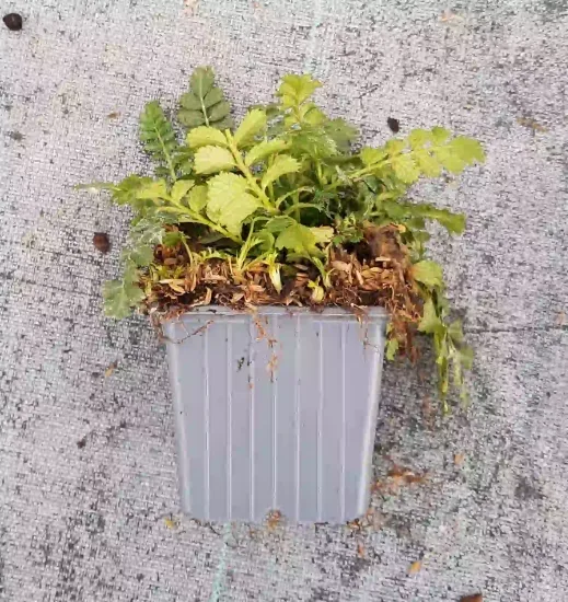 Mûre rampant de taïwan (Rubus taiwanicola) — jeune plant varié en pot plastique gris · Godet