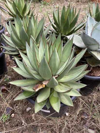 Agave 'Filifera x mitis v. albidior' (Agave romani) — Pot 10L