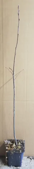 Amélanchier nain (Amelanchier spicata) — jeune tige nue dressée sur fond beige · Godet