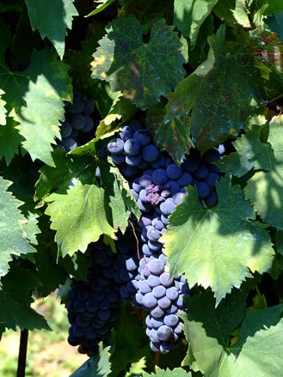 Vigne 'Aladin'