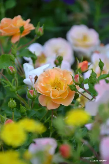 Rosier 'Calizia orange saumone '