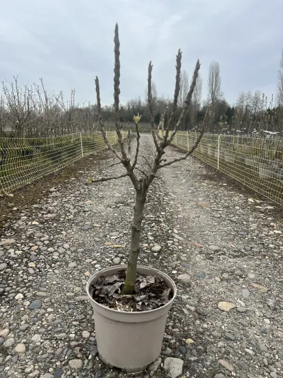 Poirier 'belle hélène' 'Belle helene' — Pot 10L Tige
