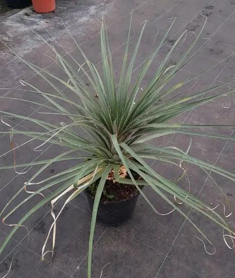 Puya jaune (Puya yakespala) — jeune plante graphique en pot de pépinière · Pot 8L