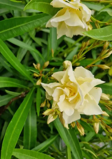 Laurier rose 'luteum Plenum'