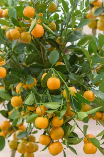 Calamondin