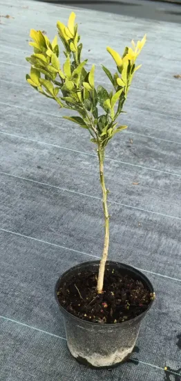 Citrumelo sacaton 'Sacaton' (Citrus paradisi × Poncirus trifoliata) — jeune arbuste greffé en pot de pépinière · Pot 2.5L