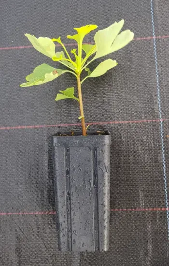 Arbre aux quarante écus (Ginkgo biloba) — jeune plant feuillu dans pot noir allongé · Godet