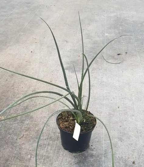 Yucca rouge 'Rubra' (Hesperaloe parviflora) — jeune plant aux longues feuilles arquées en pot · Pot 2.5L