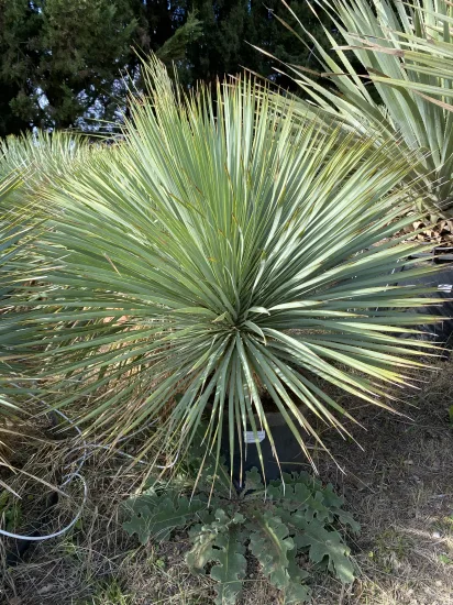 Yucca Rostrata — Pot 15-20  L Hauteur 8…